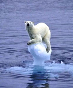 polar-bear-iceberg